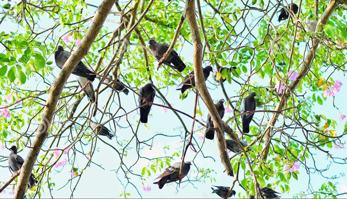 A group of birds in a tree